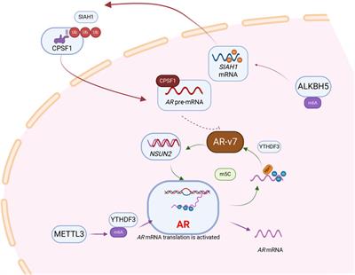 The functions and mechanisms of RNA modification in prostate: Current status and future perspectives